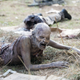 Illustration for article titled emThe Walking Dead/em Just Turned Into The Daryl Carol Power Hour
